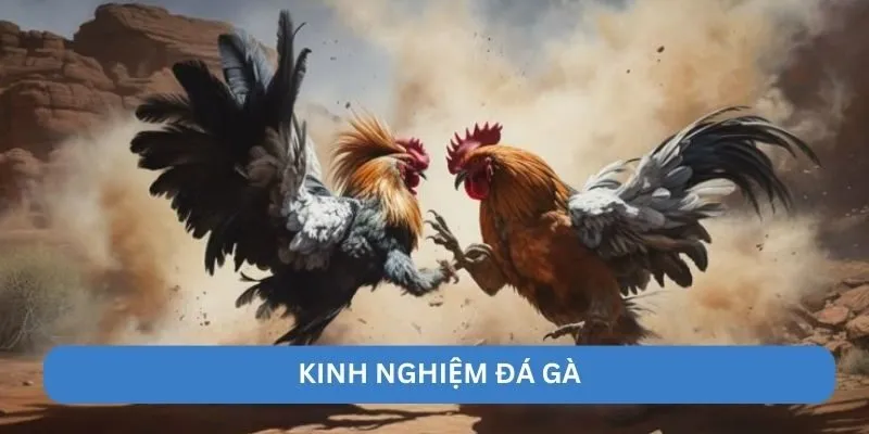 bí quyết cá cược đá gà